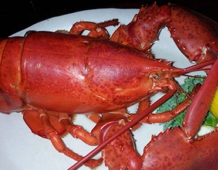lobster