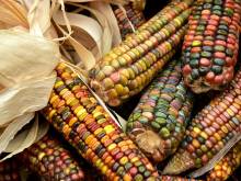 Thanksgiving Indian Corn